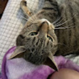 Meet your Posher, Dakota